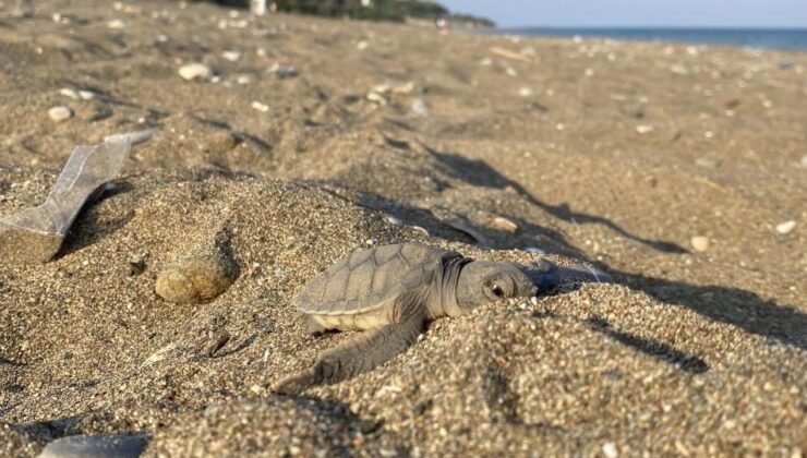 Mersin sahillerinde deniz kaplumbağalarının ilk yavruları Akdeniz’le buluştu