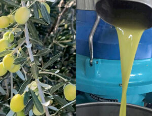 Mut zeytinyağı AB tarafından tescillendi