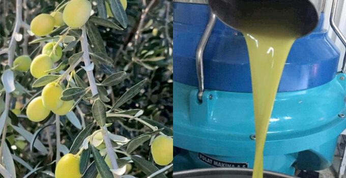 Mut zeytinyağı AB tarafından tescillendi